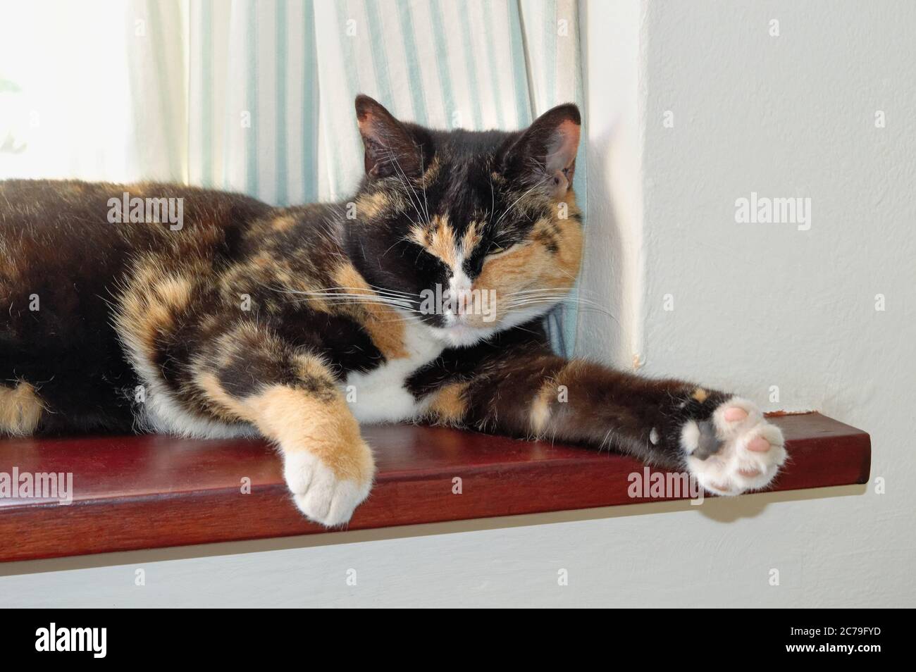 Close up of a tortoise shell domestic pet cat sitting on a household ...