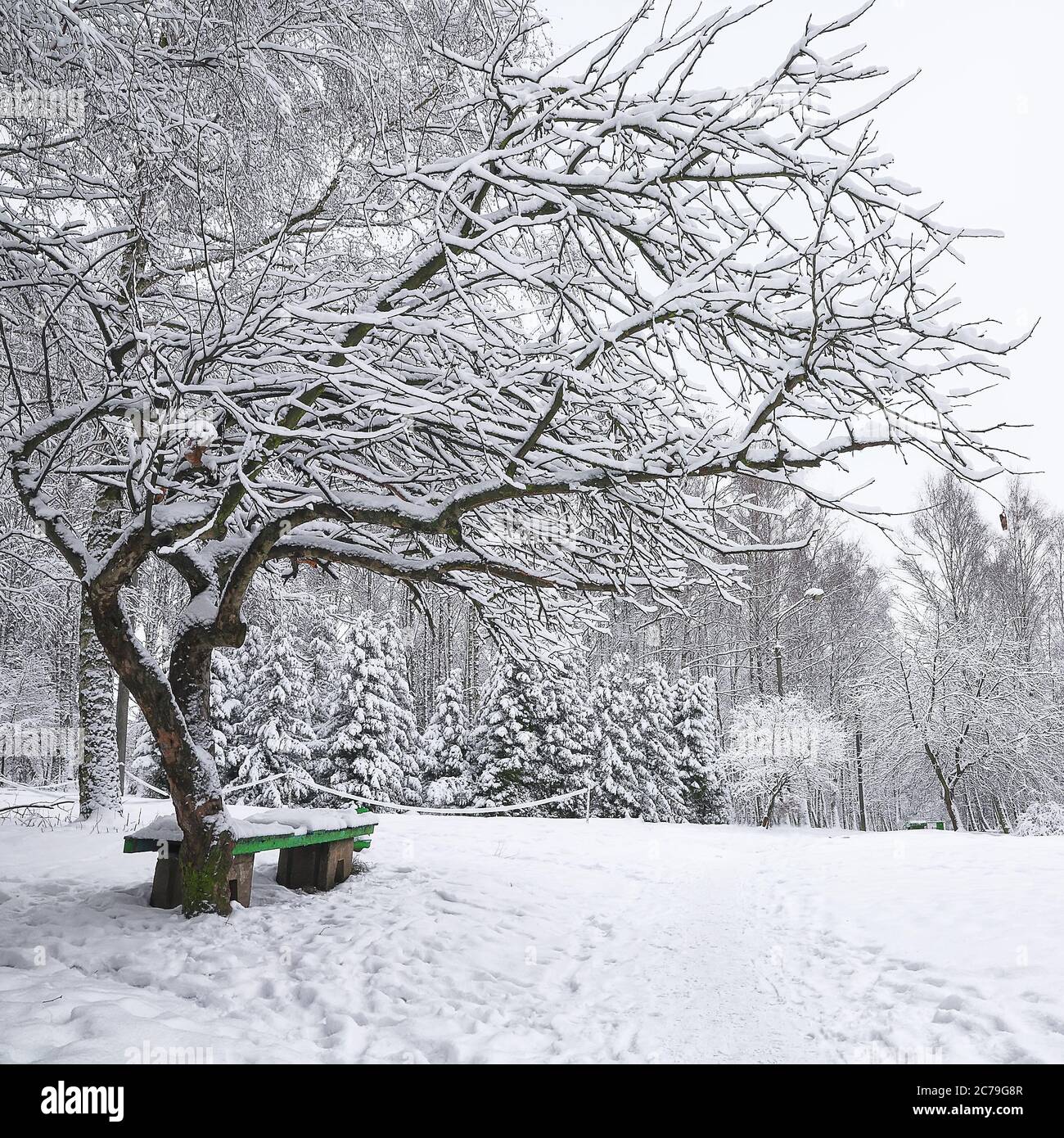 Park bench and trees covered by heavy snow. Lots of snow Stock Photo ...