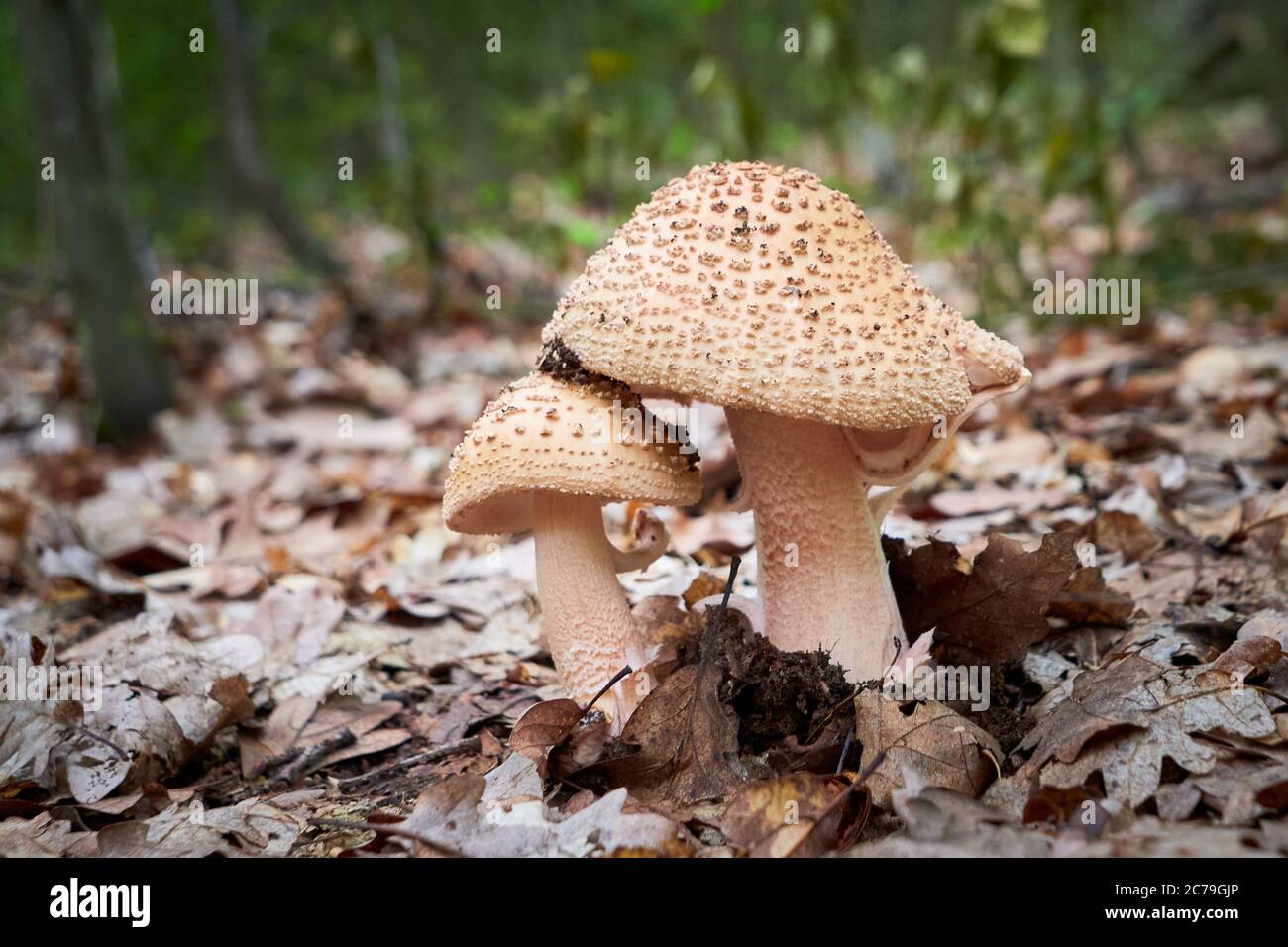 Blusher mushrooms (Amanita rubescens), Edible Mushroom Stock Photo