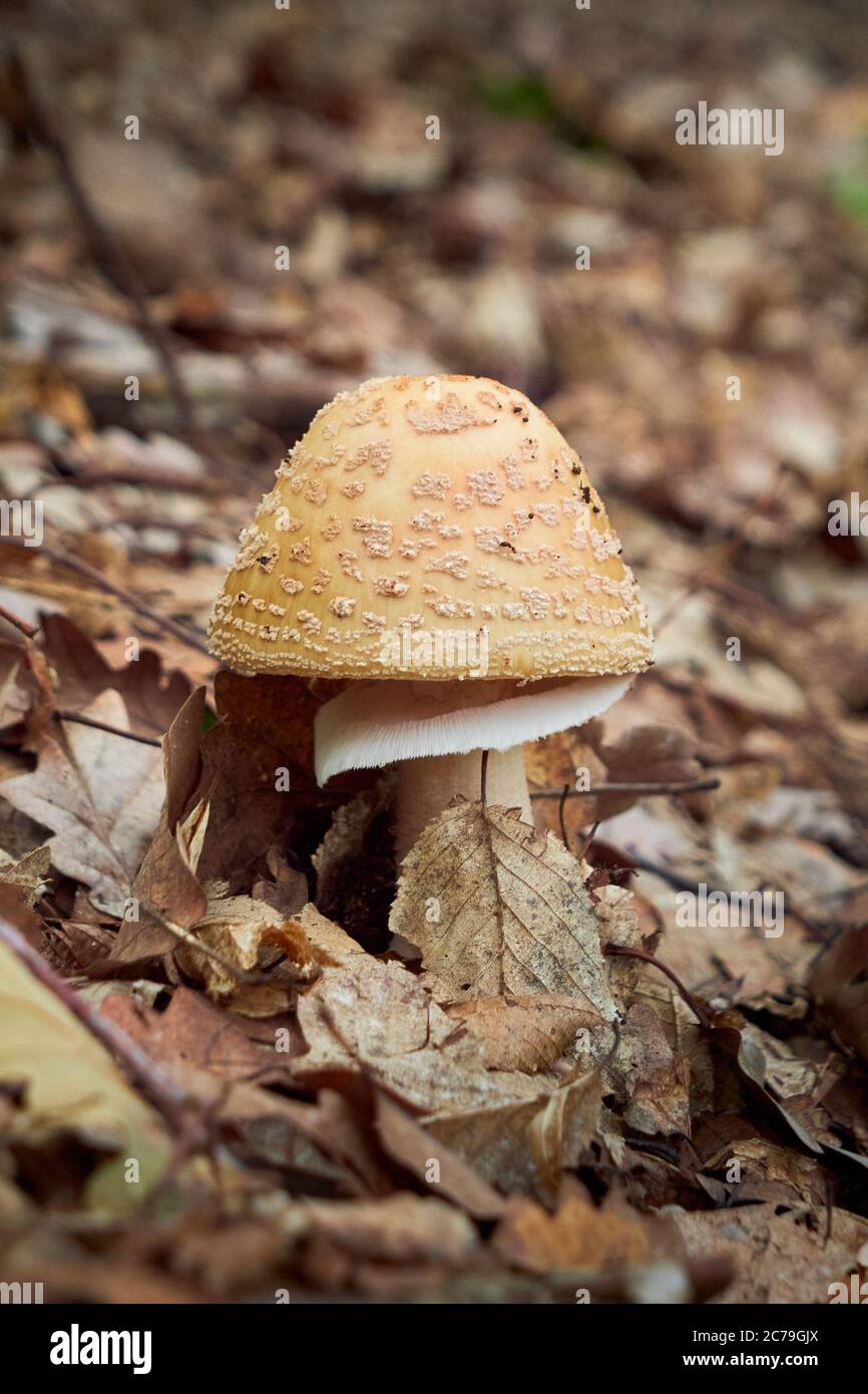Blusher mushroom (Amanita rubescens), Edible Mushroom Stock Photo