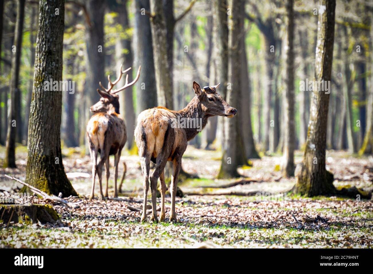 deer in rambouillet forest Stock Photo
