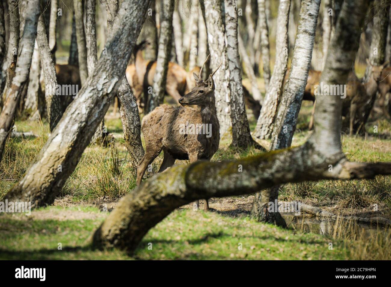 deer in rambouillet forest Stock Photo