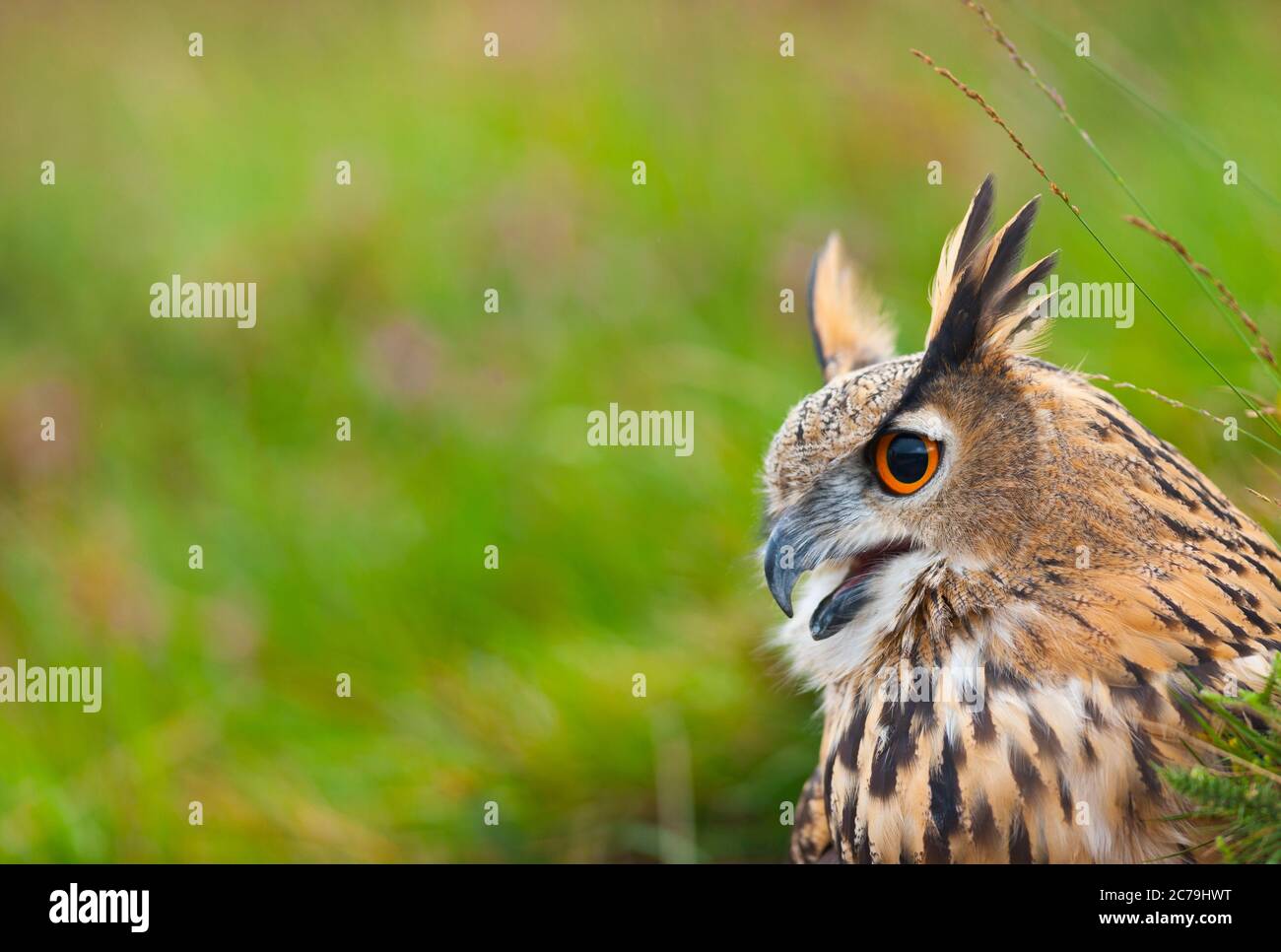 eurasian-eagle-owl-buho-real-bubo-bubo-stock-photo-alamy