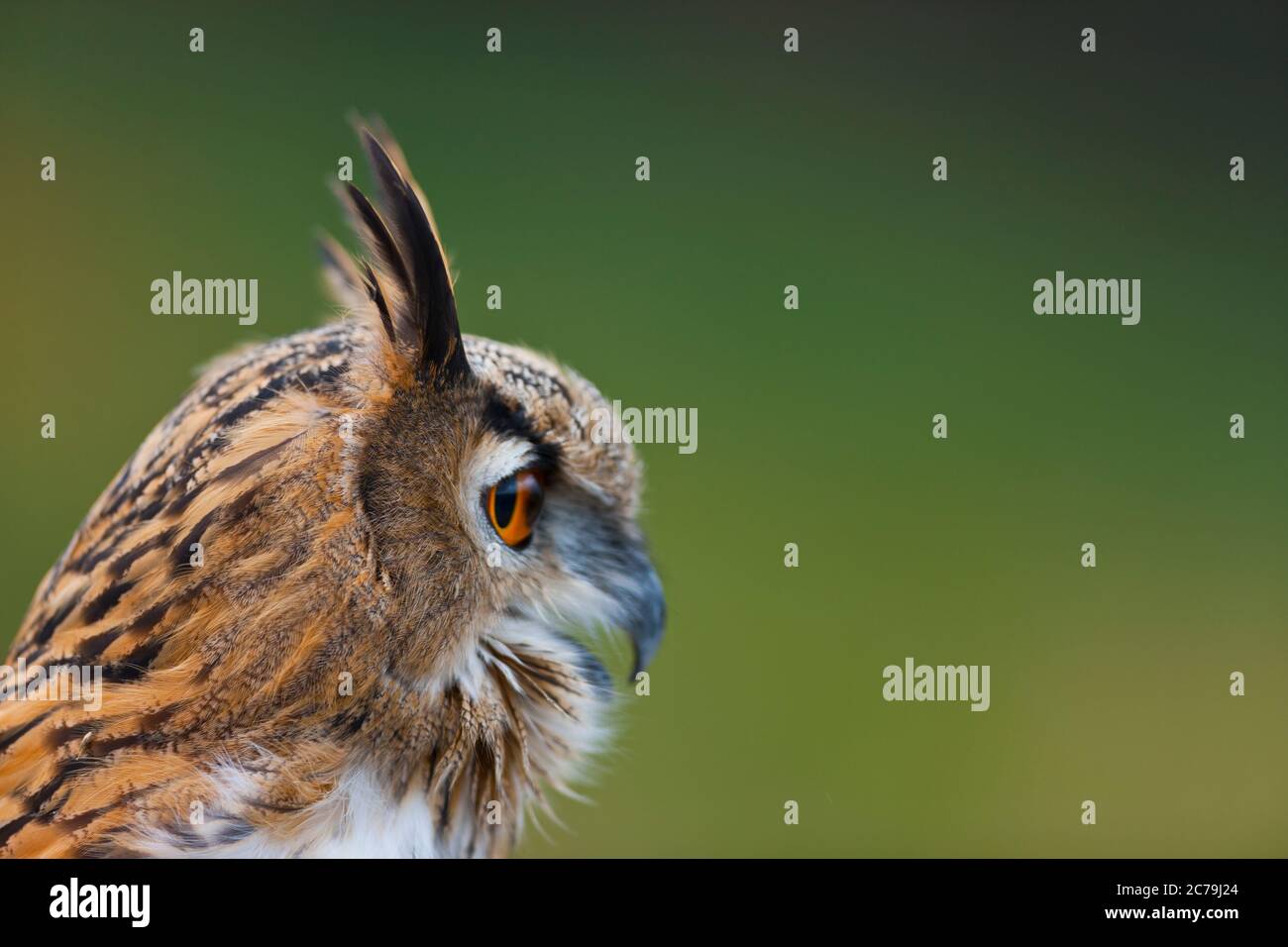 eurasian-eagle-owl-buho-real-bubo-bubo-stock-photo-alamy