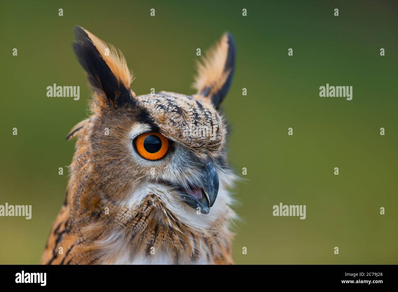 eurasian-eagle-owl-buho-real-bubo-bubo-stock-photo-alamy