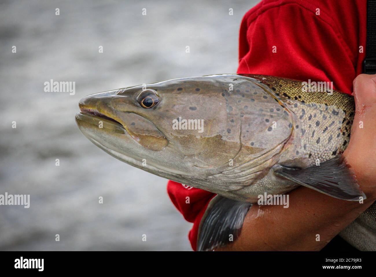 A close up of the head of a Taimen fish, the largest salmonid species in the world. Stock Photo