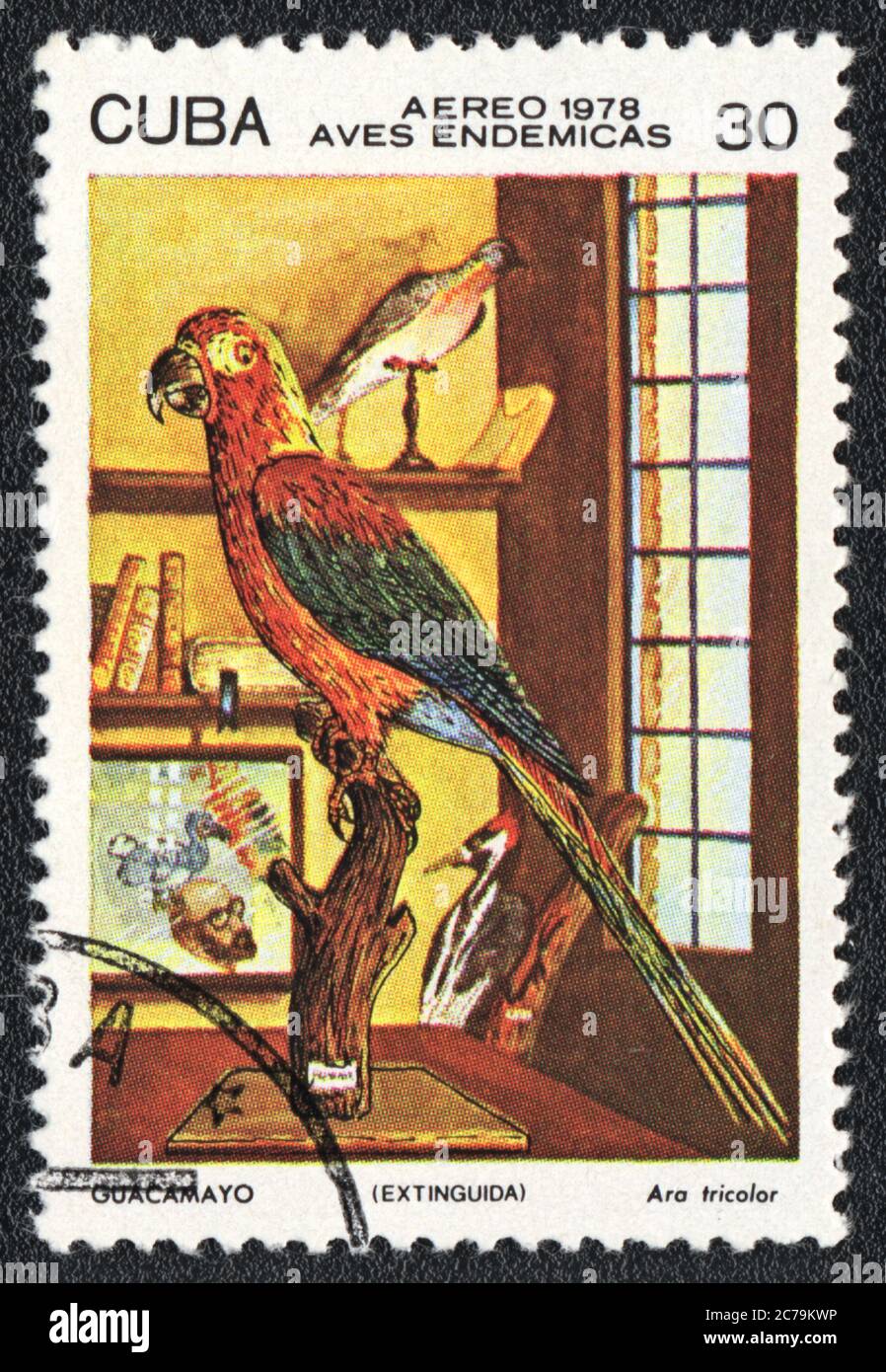 The stamp printed in CUBA  shows stuffed bird Cuban Red Macaw in interior,  circa 1978 Stock Photo