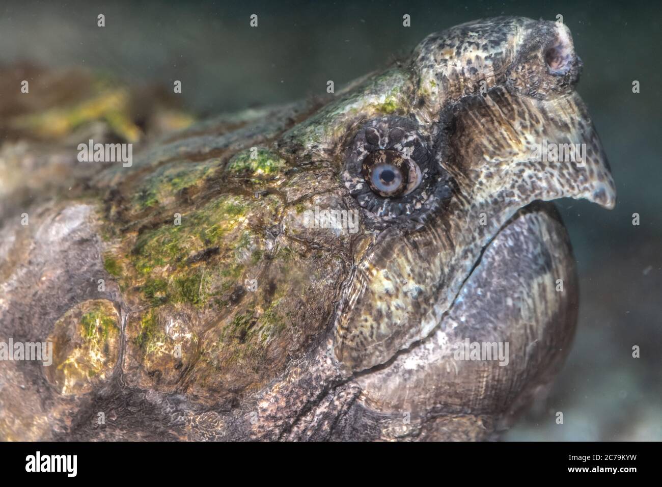 Head of Alligator Snapping Turtle (Macrochelys temminckii) Stock Photo