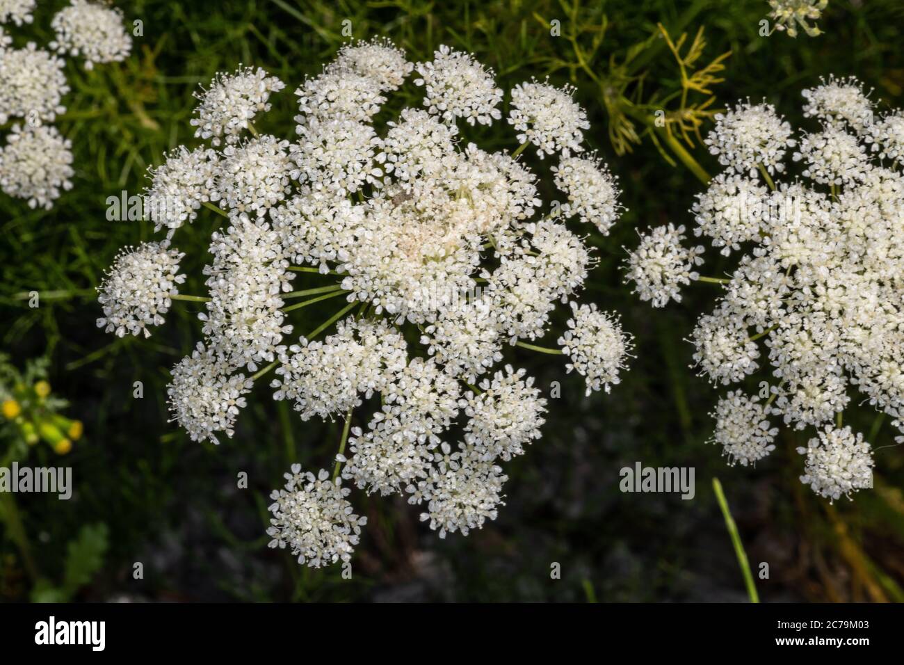Flower of Athamanta Plant (Athamanta turbith) Stock Photo
