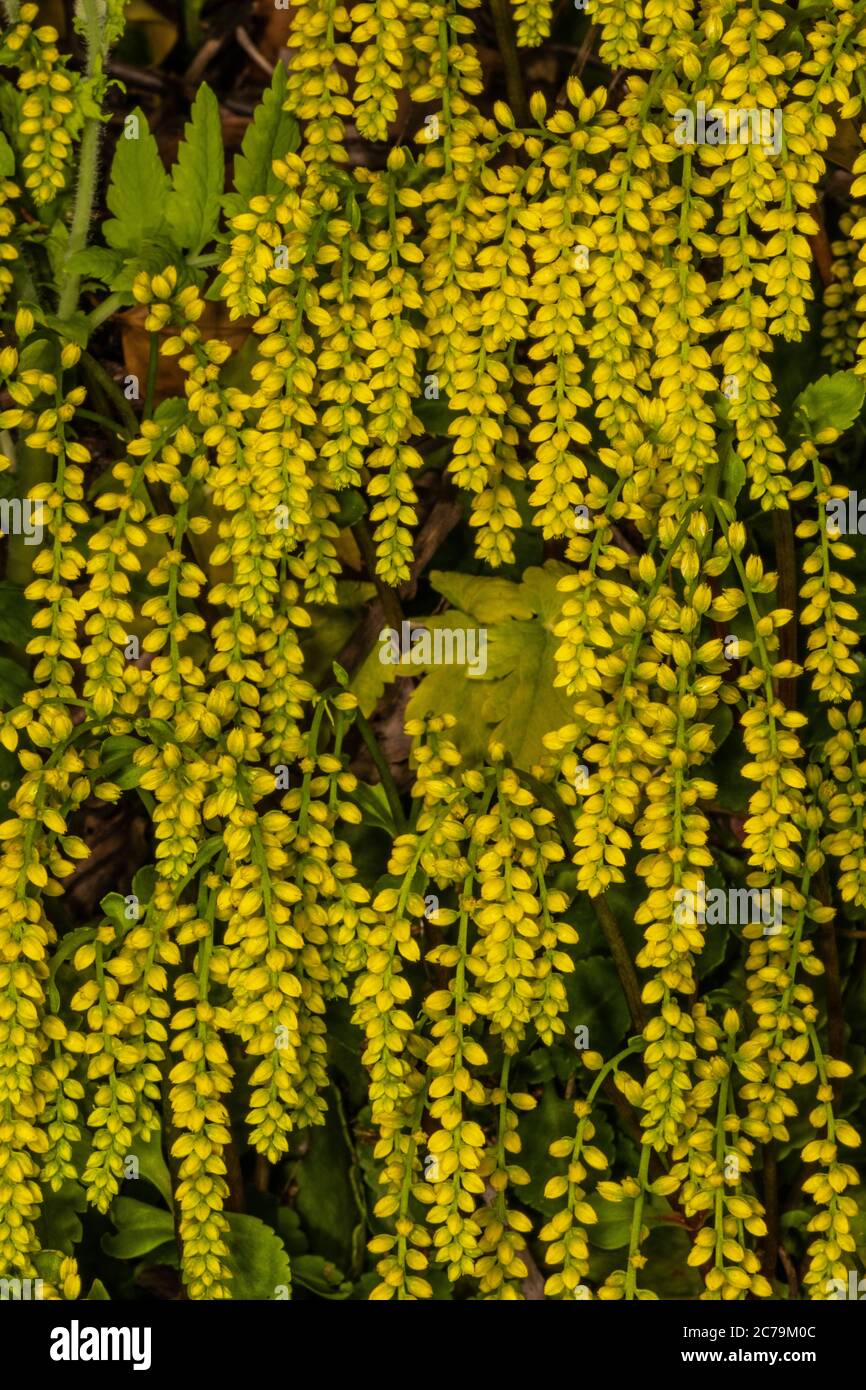 Lambs Tail High Resolution Stock Photography and Images - Alamy