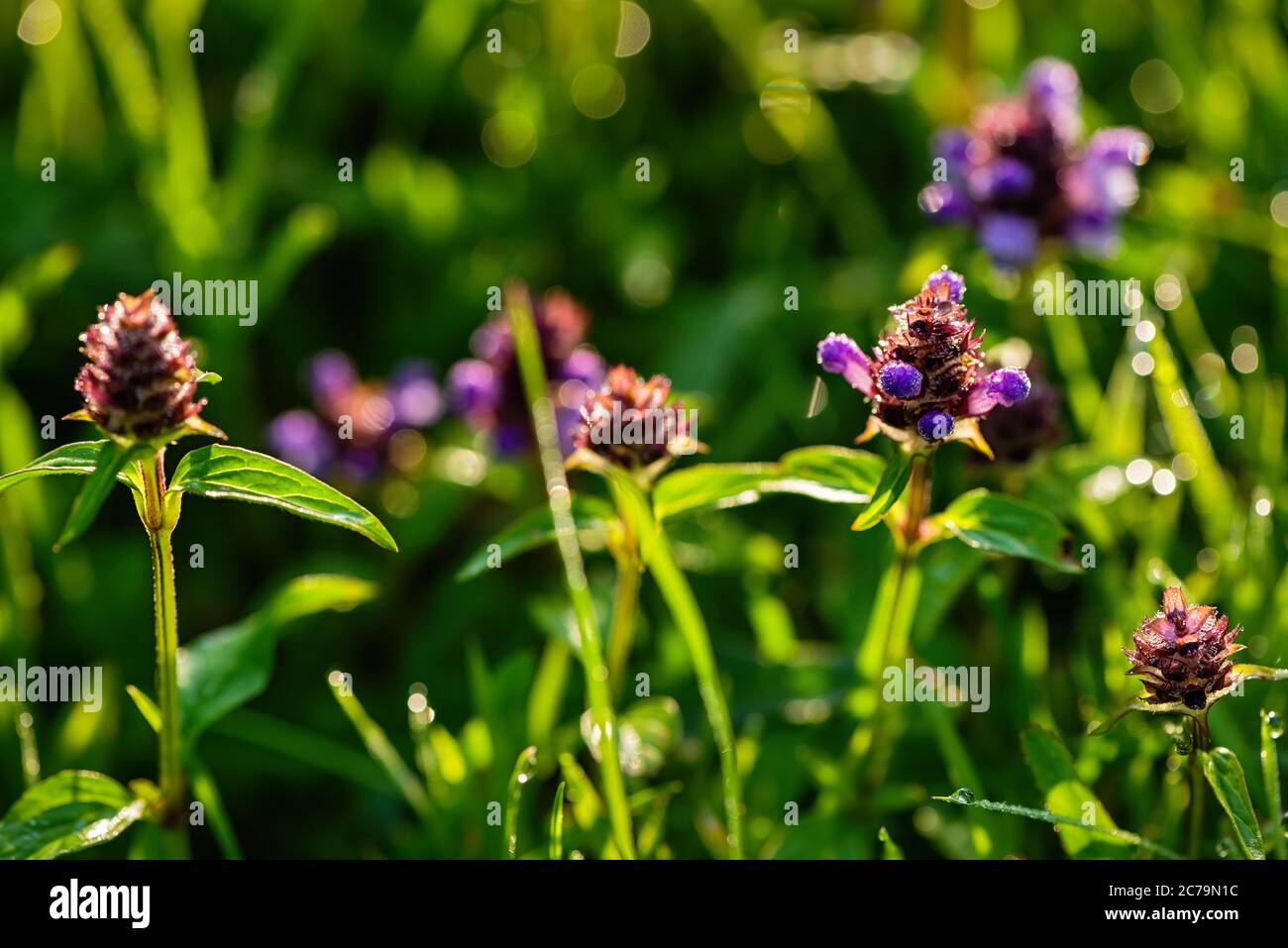Sunrise wildflowers hi-res stock photography and images - Alamy