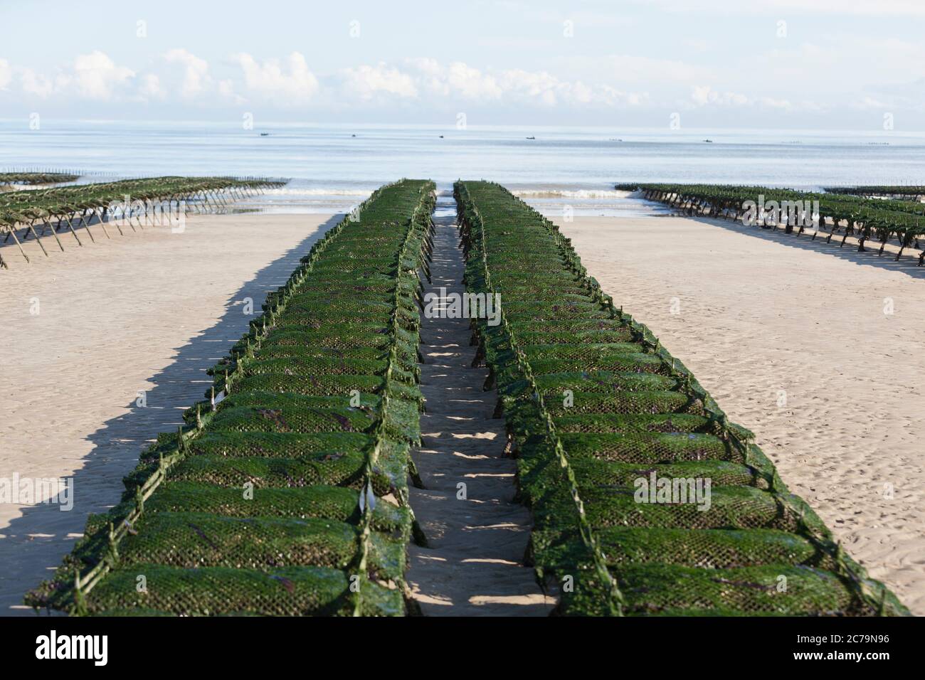 Oyster farming, oyster tables on Utah Beach in Normandy Stock Photo