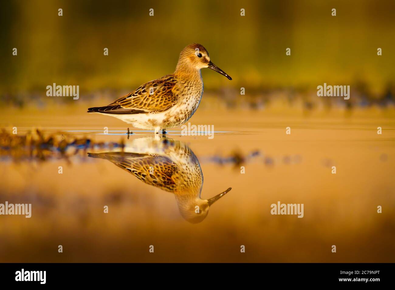 Colorful bird Ruff. Colorful nature background. Bird: Ruff. Philomachus ...