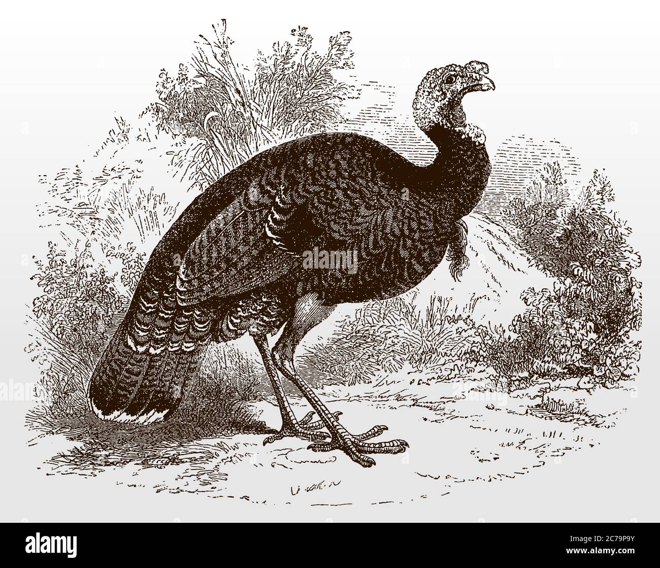Wild turkey, meleagris gallopavo in side view standing in a bushy landscape, after an antique illustration from the 19th century Stock Vector