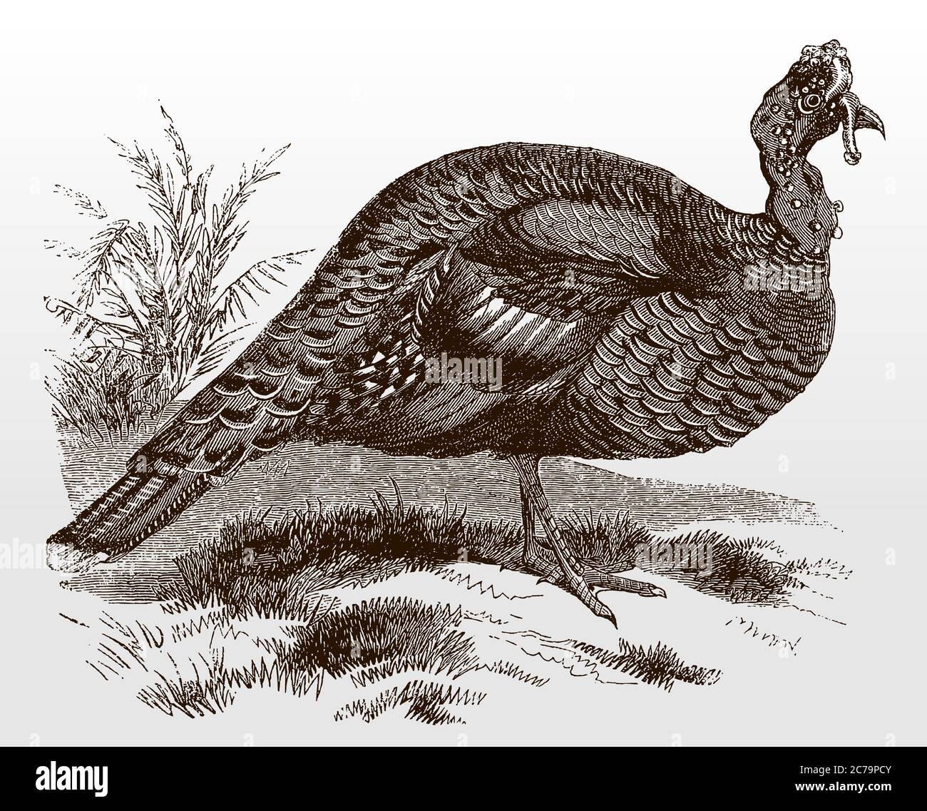 Ocellated turkey, meleagris ocellata, a bird from Central America in side view standing in a landscape, after an antique illustration from 19c Stock Vector