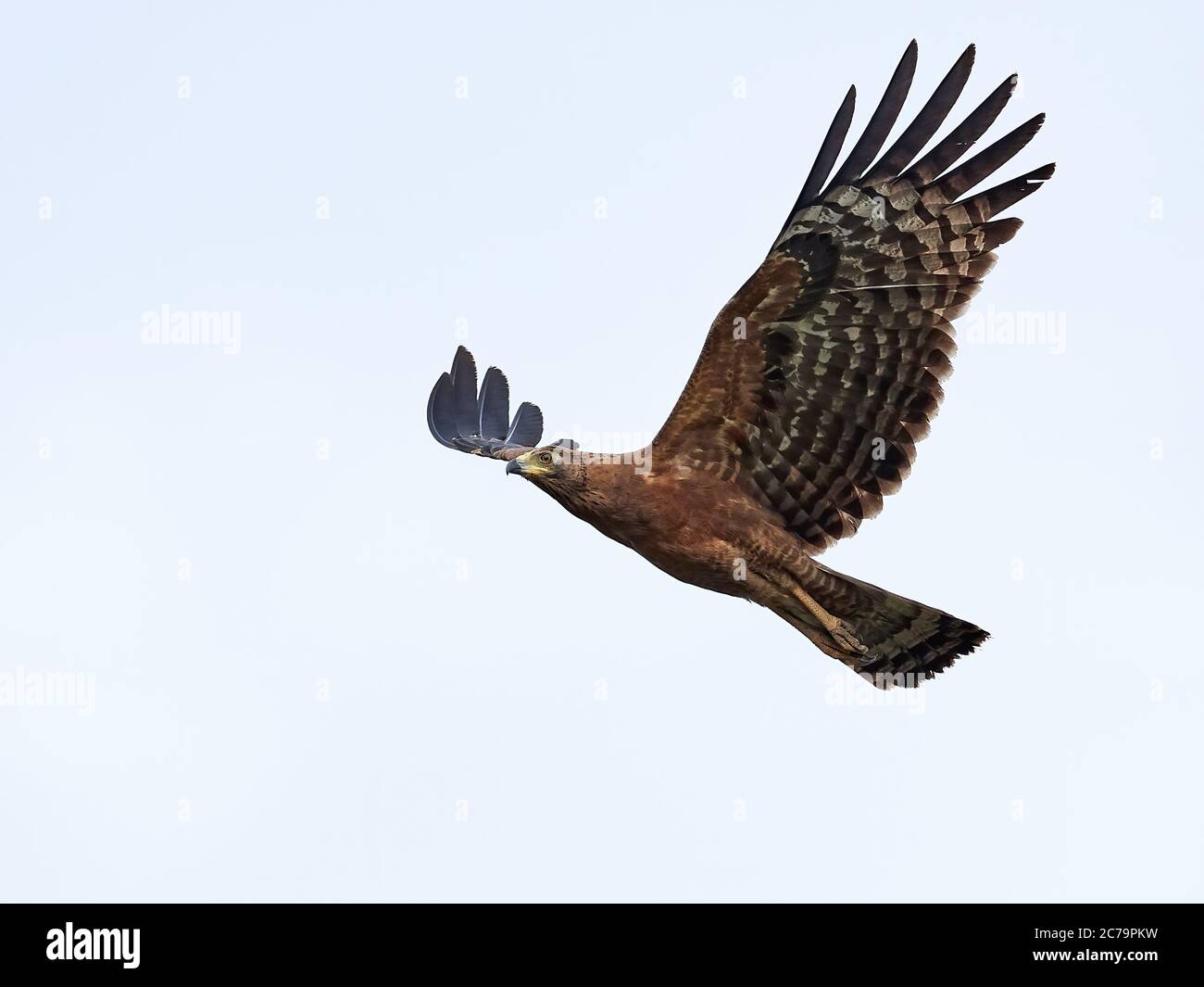 Juvenile african harrier hawk hi-res stock photography and images - Alamy