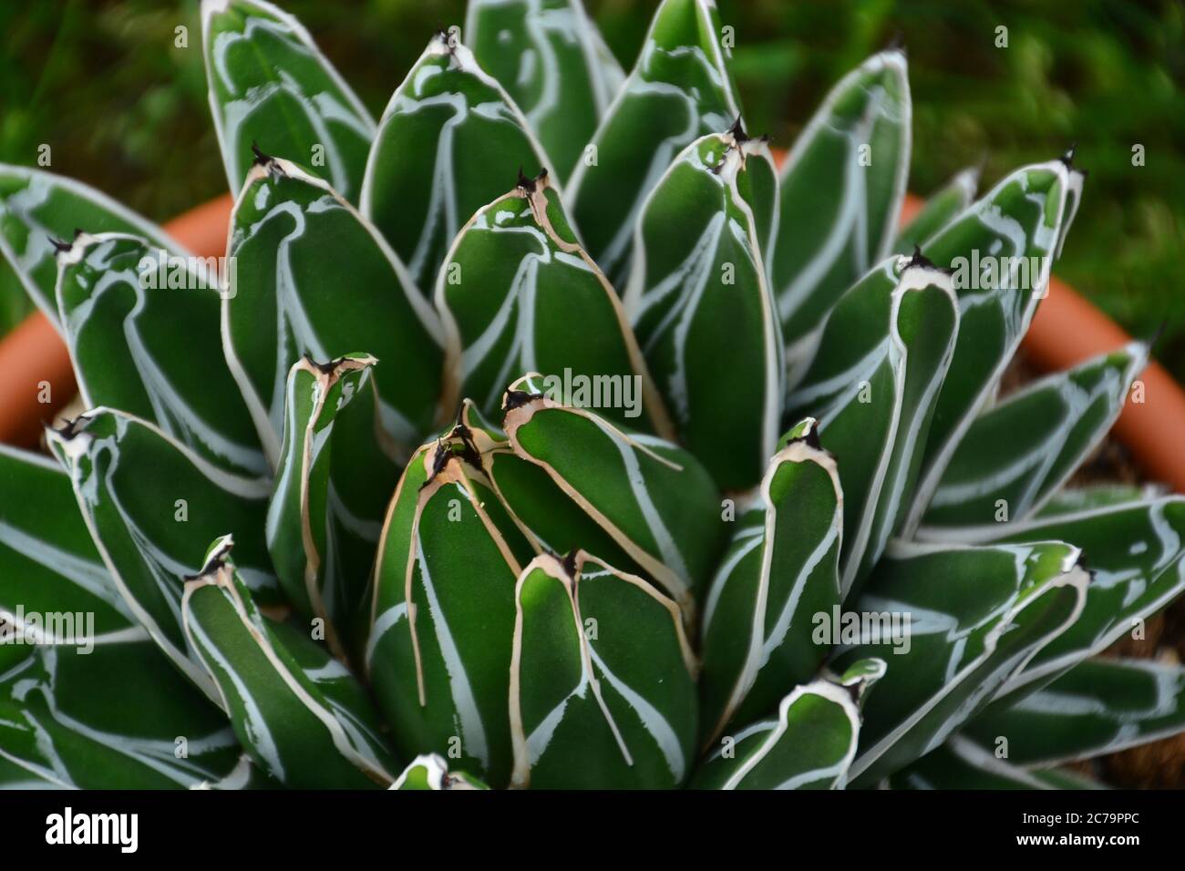 A potted Agave Victoriae-Reginae succulent plant, commonly known as Queen Victoria's Agave or Royal Agave. Stock Photo
