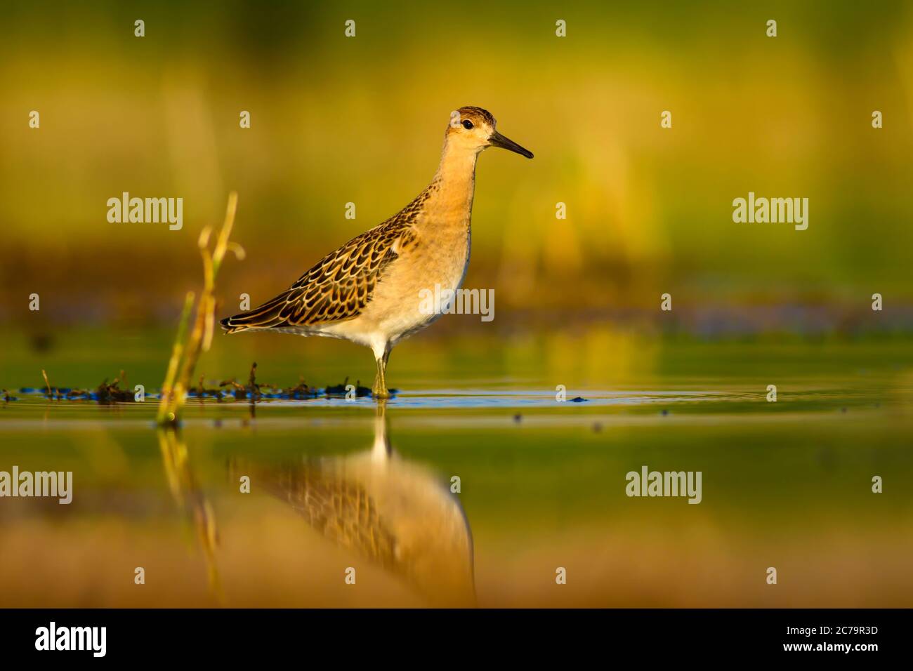 Colorful bird Ruff. Colorful nature background. Bird: Ruff. Philomachus ...