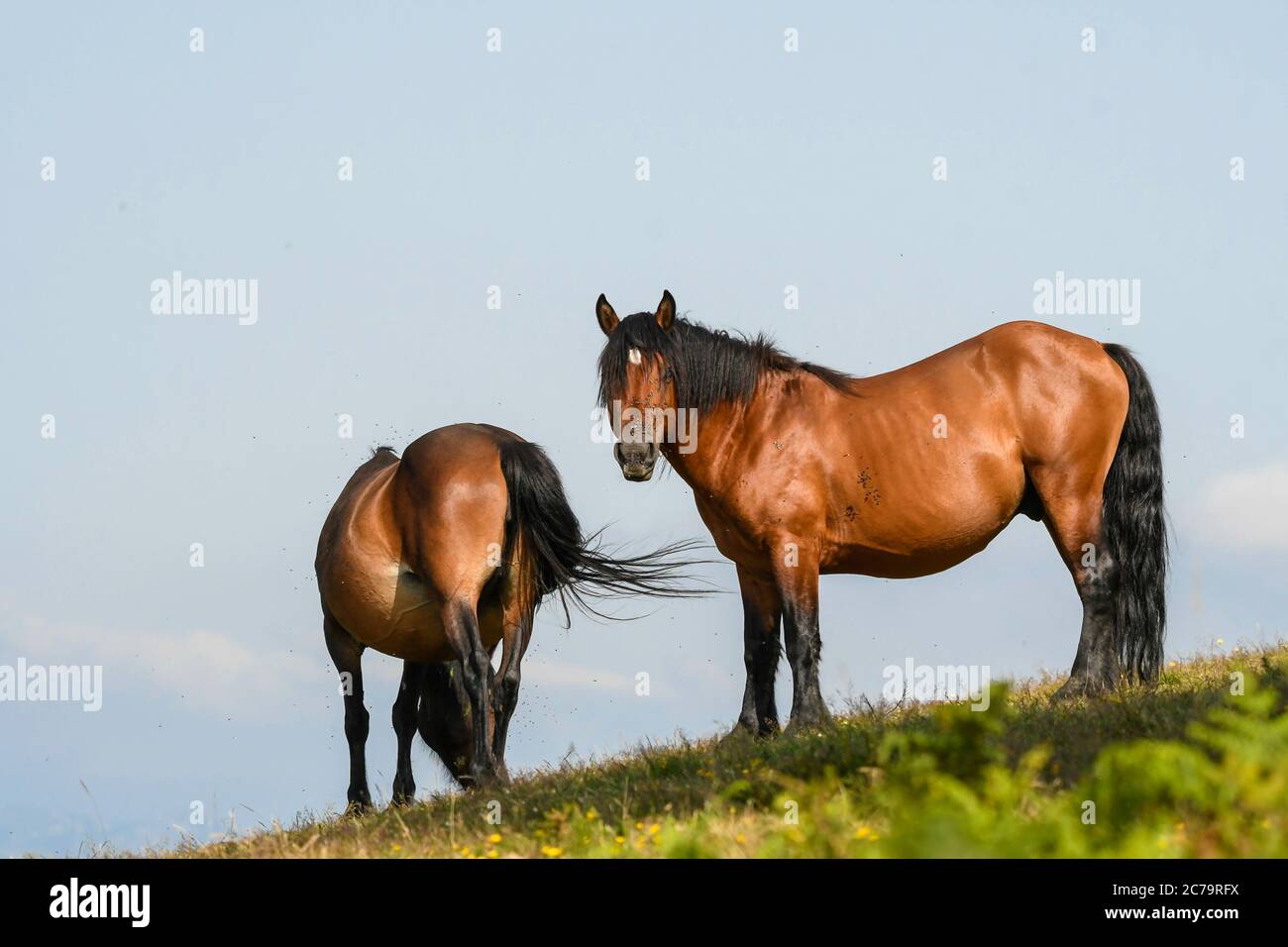 Primer plano de dos caballos con el cielo por horizonte Stock Photo