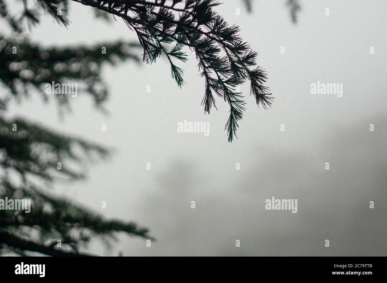 Foggy winter shoot showing deciduous, fir christmas trees with pointy
