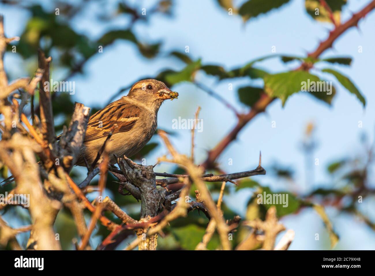 House sparrow sitting in hedgerow with food for its young Stock Photo