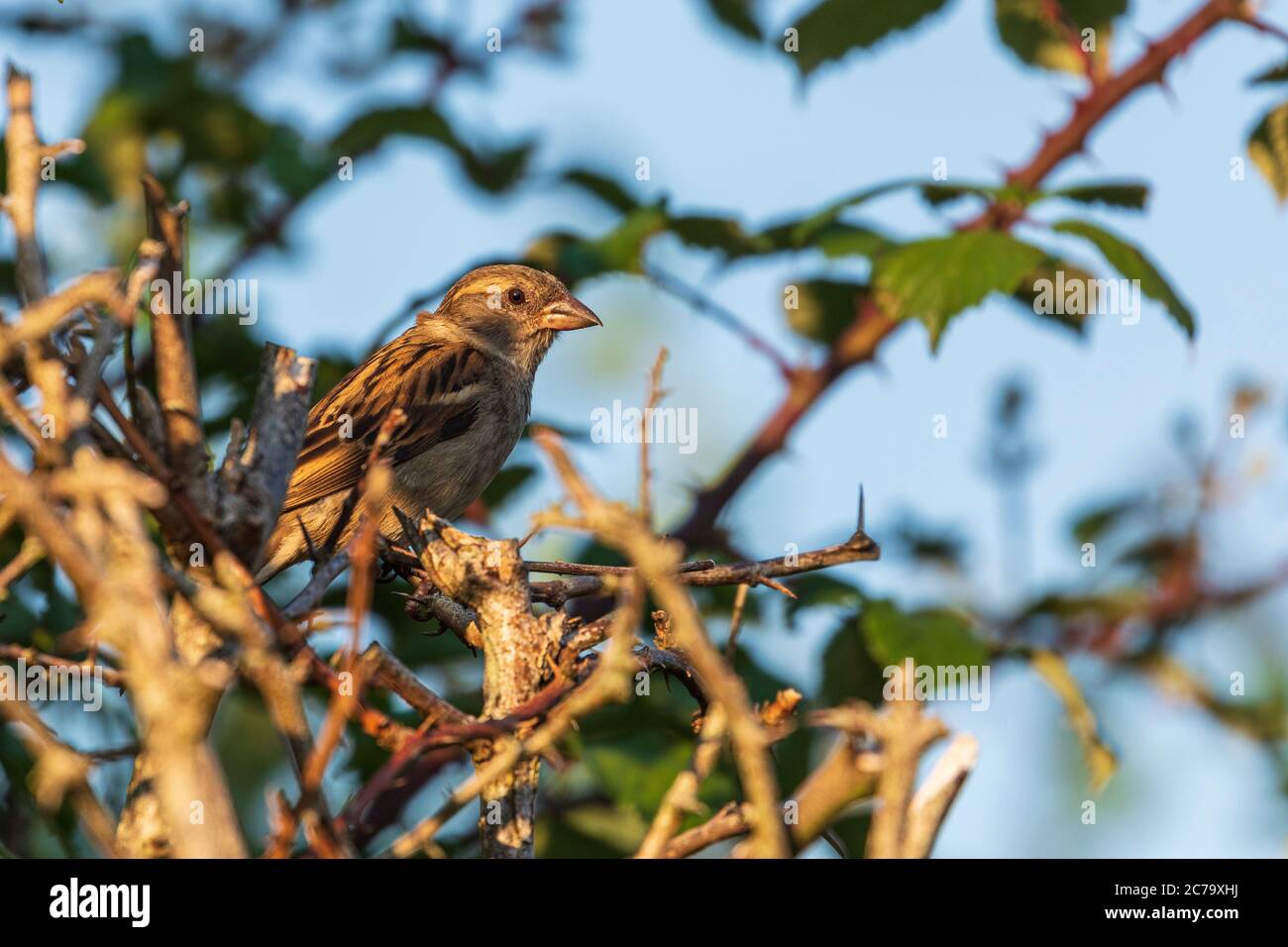 House sparrow sitting in hedgerow Stock Photo