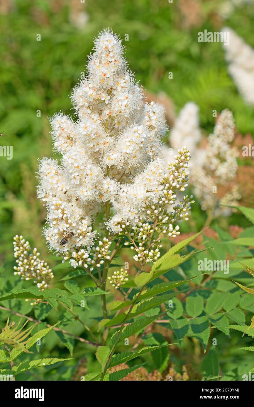 Blooming prachtspiere, astilbe, in white Stock Photo