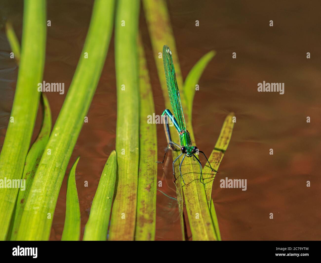 Green dragonfly sitting on washed river water tree Stock Photo