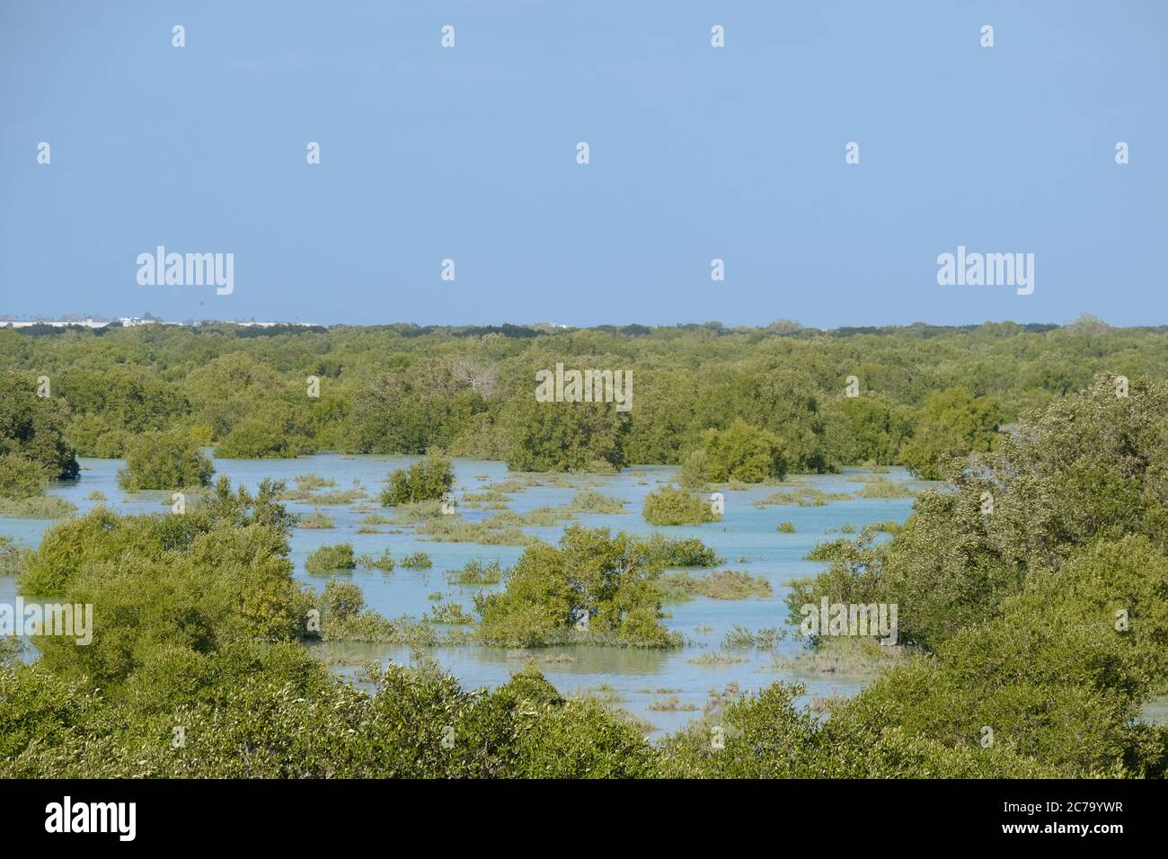 View of Mangrove Trees at Yas Island Abu Dhabi Stock Photo