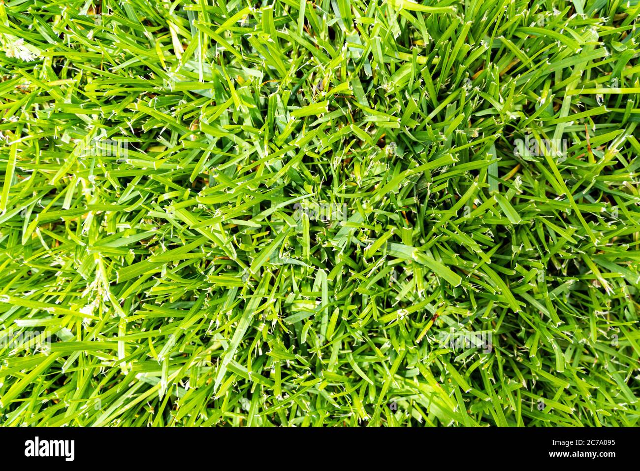 green grass texture background. Green artificial grass background Stock ...