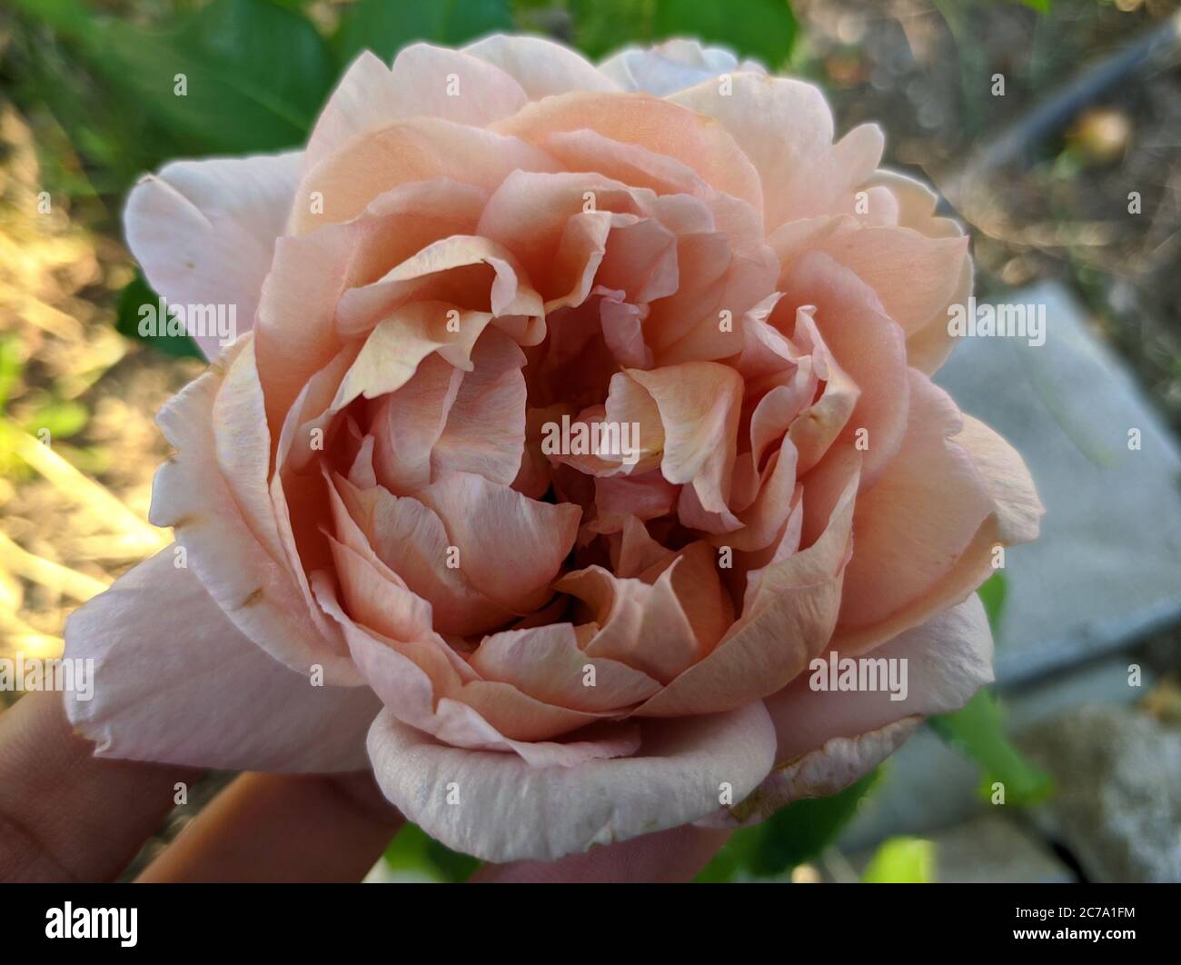 Caramel flower hires stock photography and images Alamy