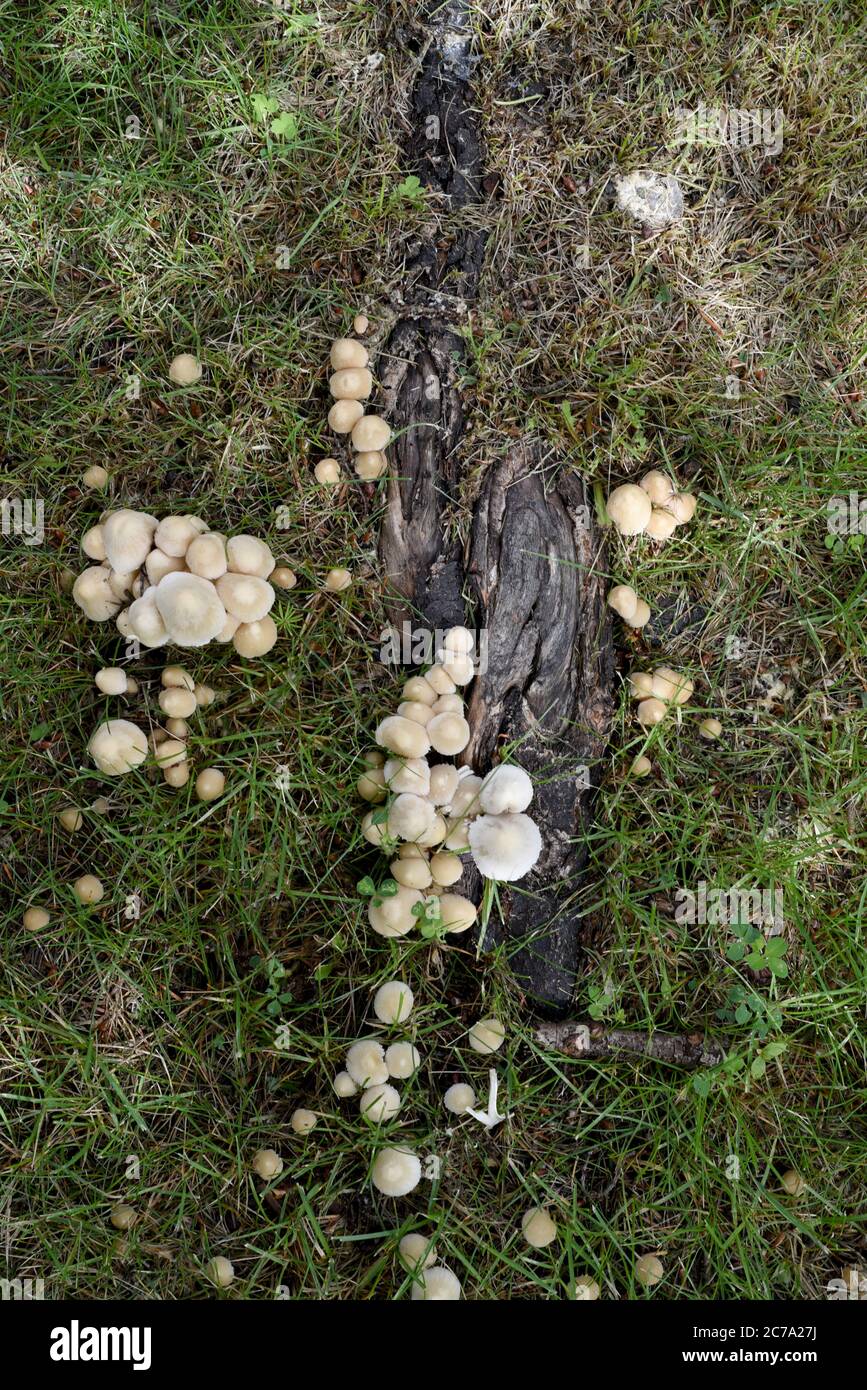 Wild mushrooms in the grass grow around a tree root on the lawn of a suburban house. Stock Photo