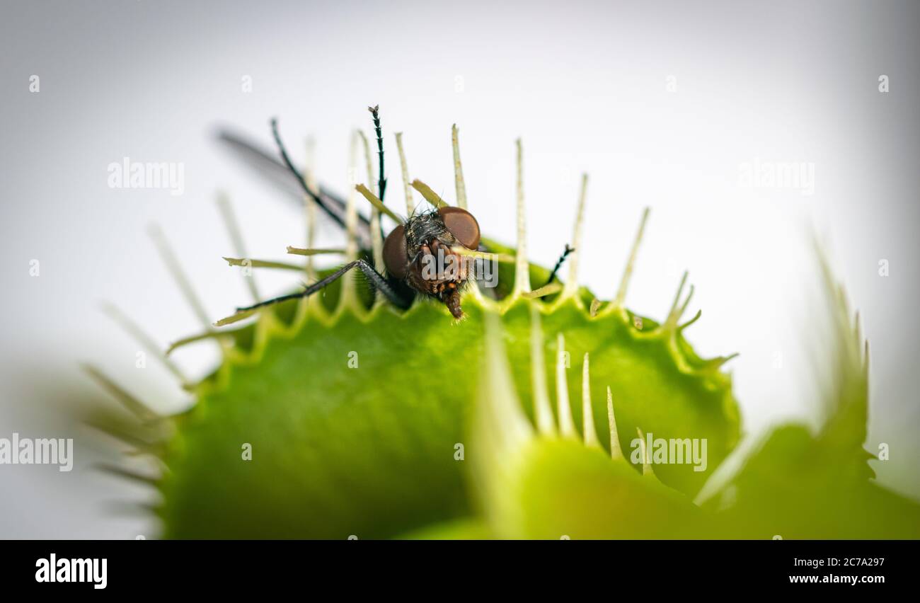 Green bottle fly trap top