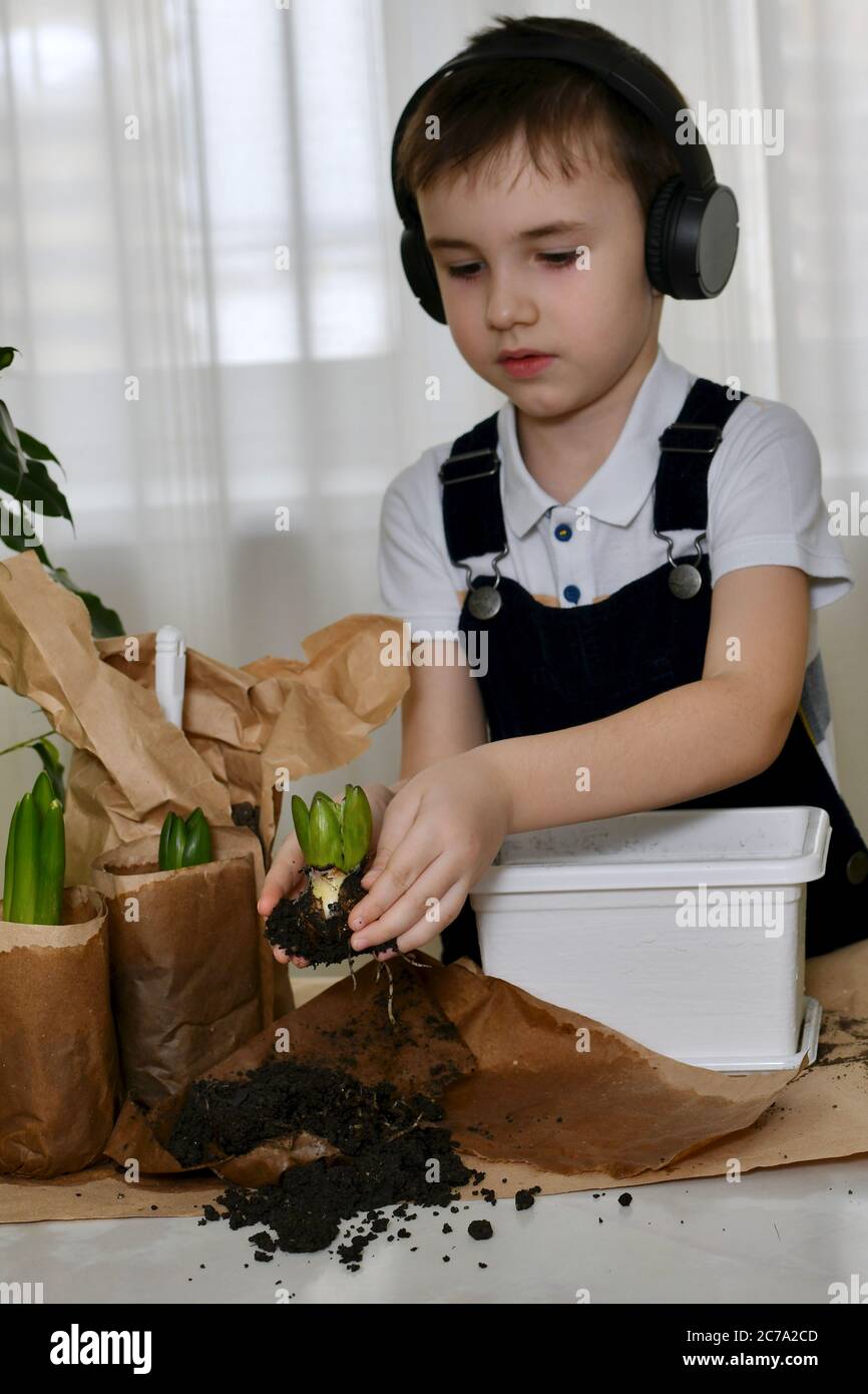 The boy is engaged in the planting of hyacinths. Carefully takes the bulb of the plant with his fingers with two palms. Stock Photo