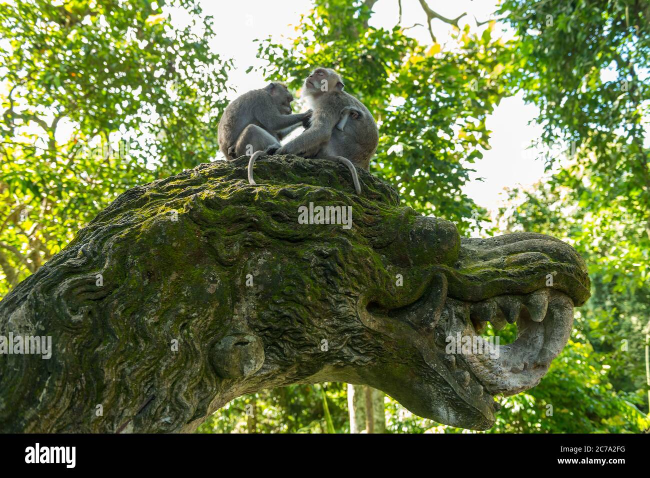 Monkeys in Ubud Bali Stock Photo