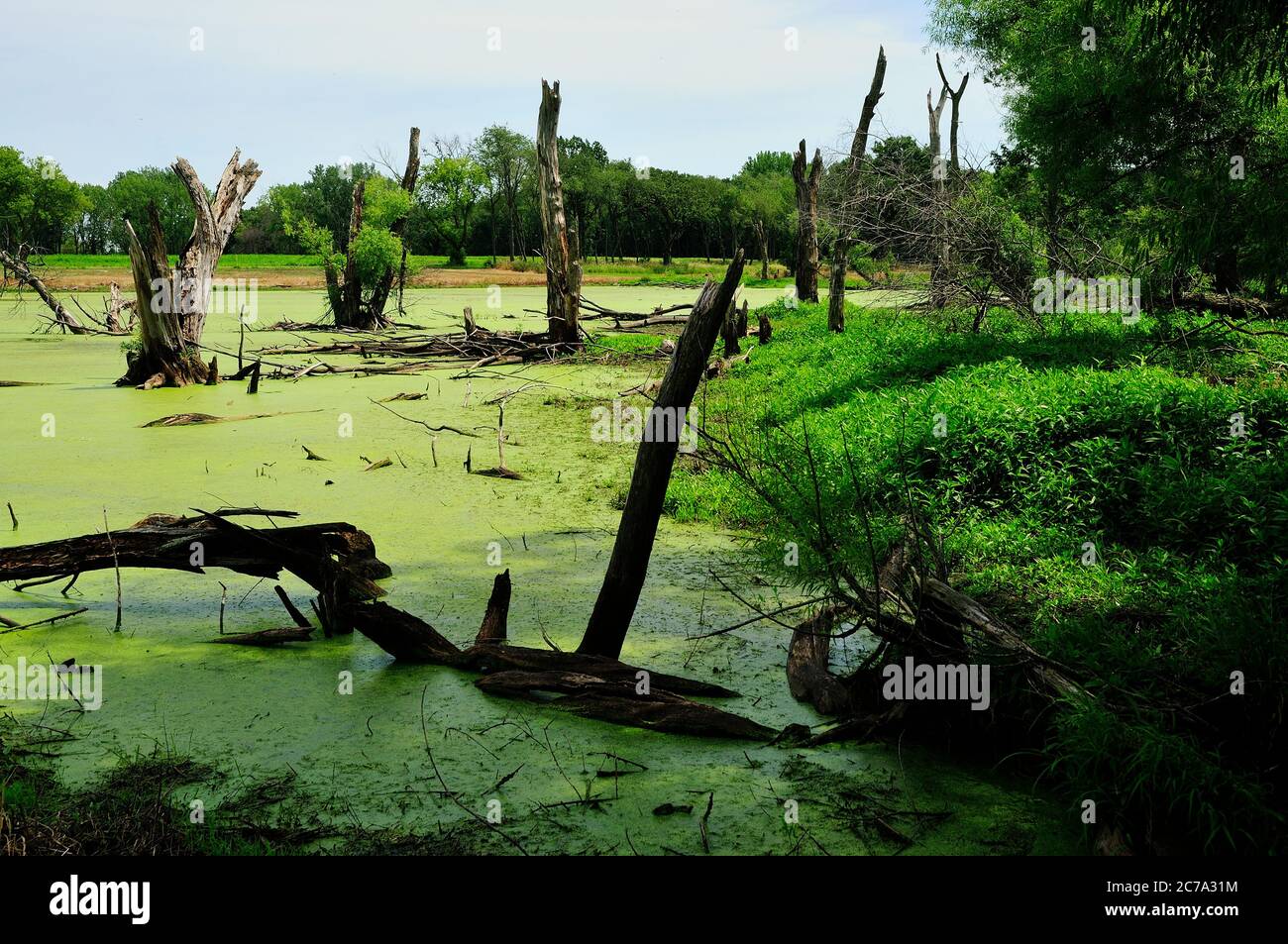 Dead trees in an algae infested swamp. Stock Photo