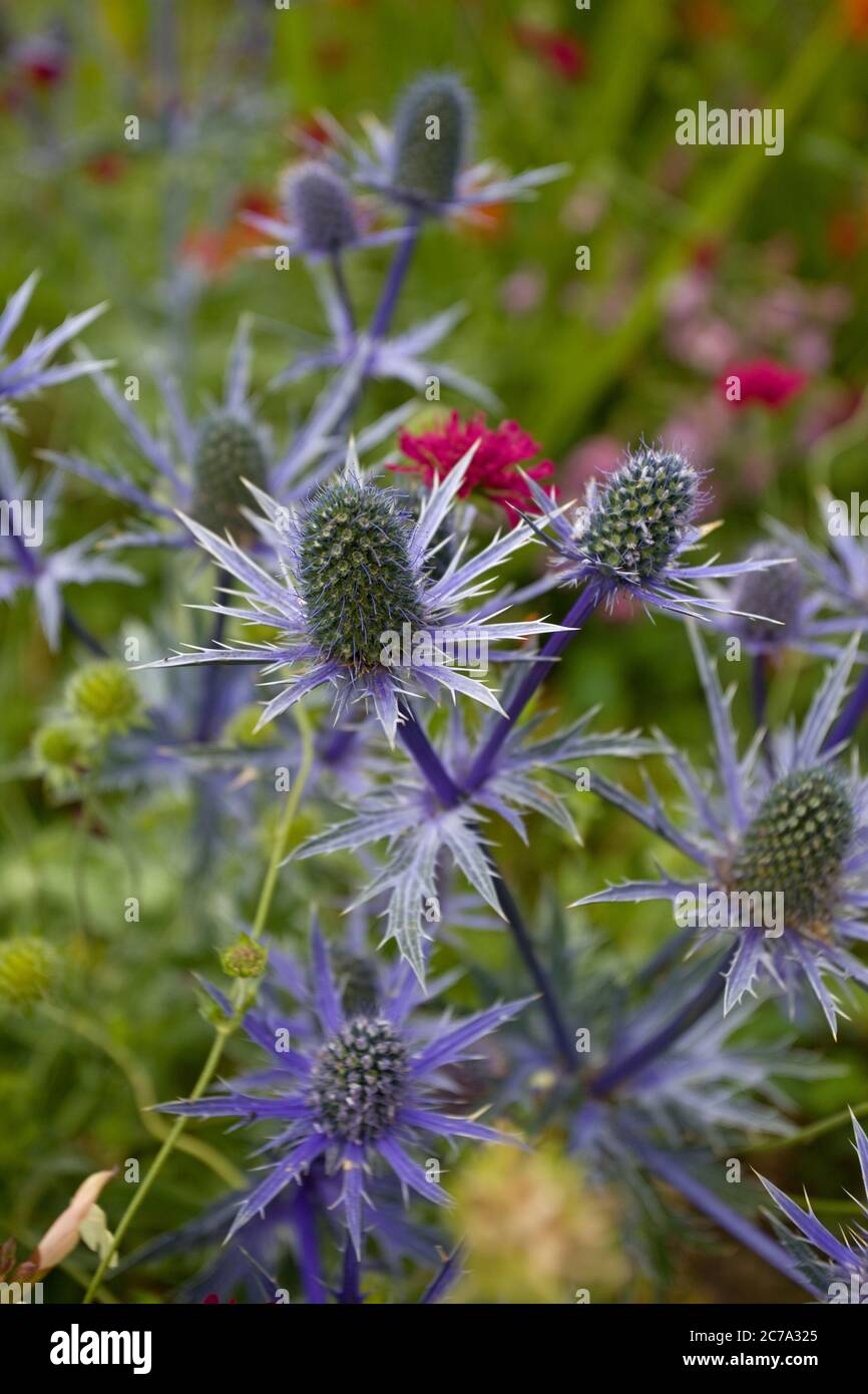 Sea holly in cottage garden, Uk Stock Photo