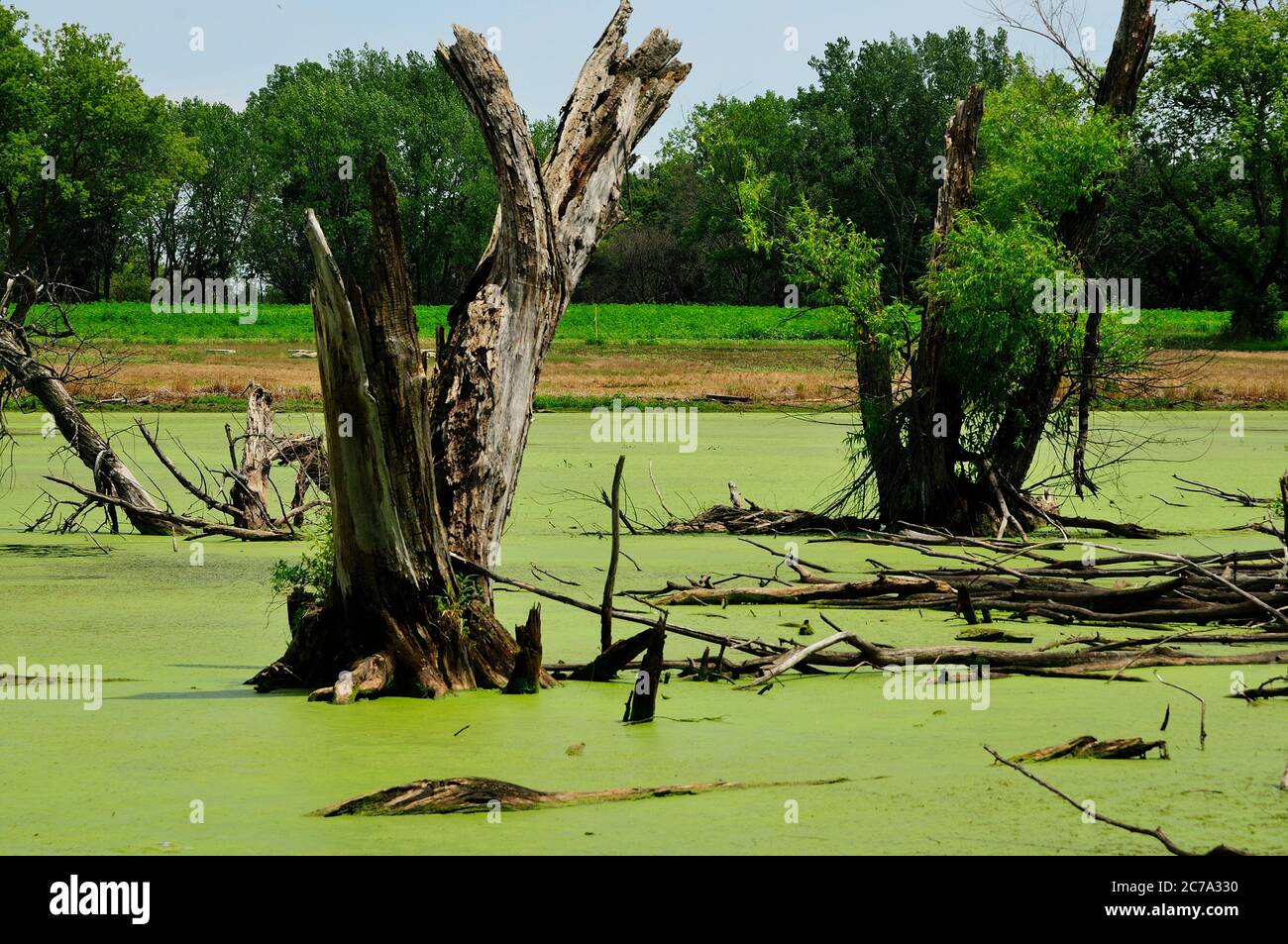 Dead trees in an algae infested swamp. Stock Photo