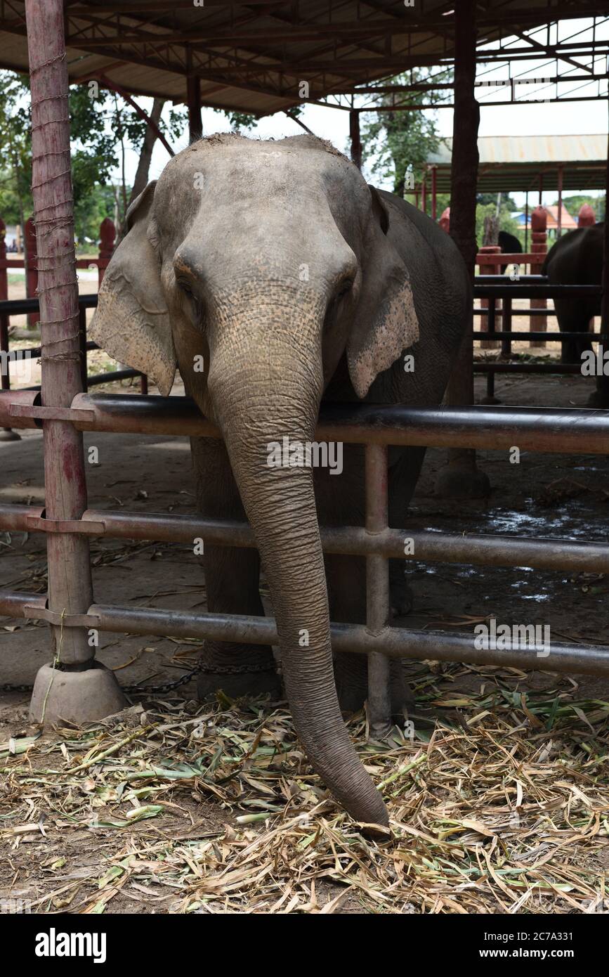 Captive female elephant in its enclosure at Royal Elephant Kraal, Ayutthaya, Thailand Stock Photo