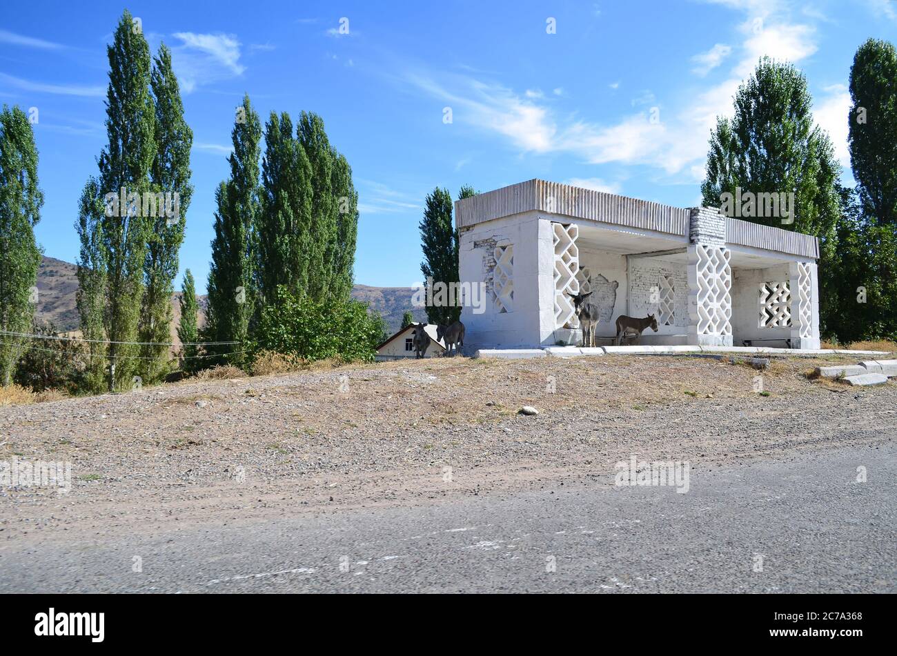 Bus stop in the mountains of Uzbekistan. There are four donkeys at the bus stop. Stock Photo