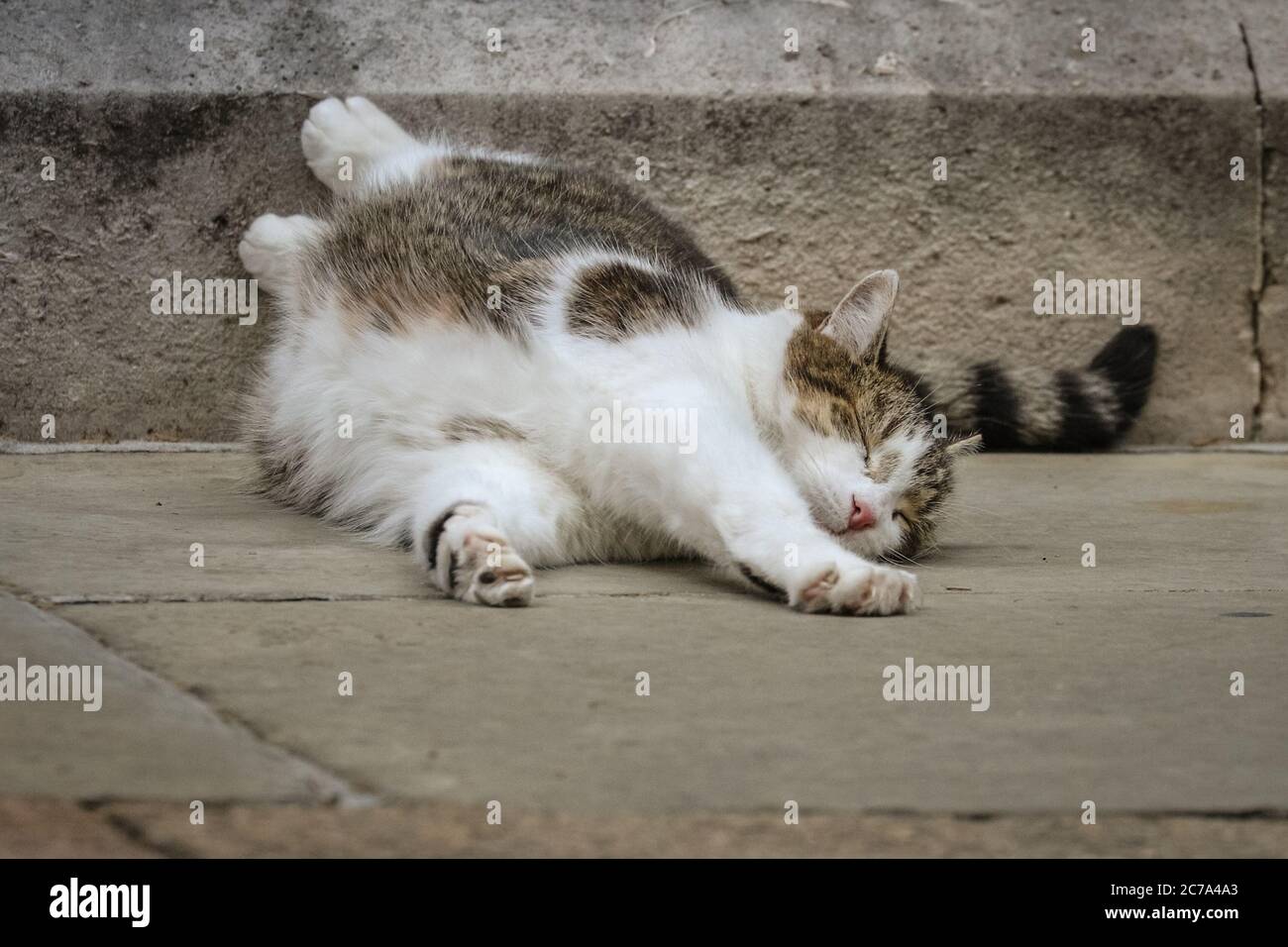 Downing Street, London, UK. 15th July, 2020. Larry, the resident Downing Street cat and Chief Mouser, clearly enjoys himself as he stretches and rolls around on the pavement outside the Prime Minister's official residence for what looks like cat yoga, using the absence of the usual press crowd to take full reign of his Westminster territory. The tabby, originally adopted from Battersea Dog's and Cat's Home, is popular with visitors and enjoys a large social media following. Credit: Imageplotter/Alamy Live News Stock Photo