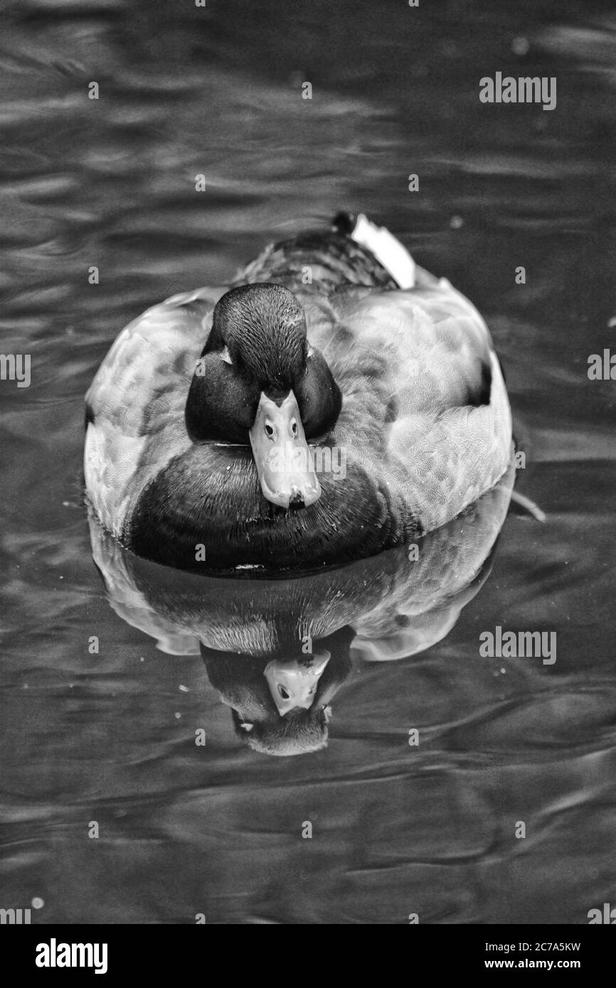 Single male mallard duck (Anas platyrhynchos) swimming in calm water with a reflection in black and white Stock Photo