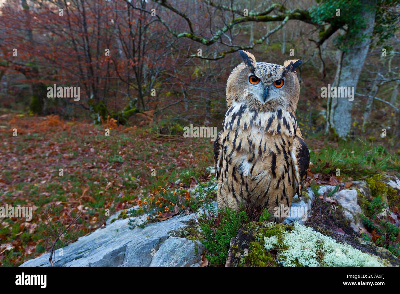 eurasian-eagle-owl-buho-real-bubo-bubo-stock-photo-alamy