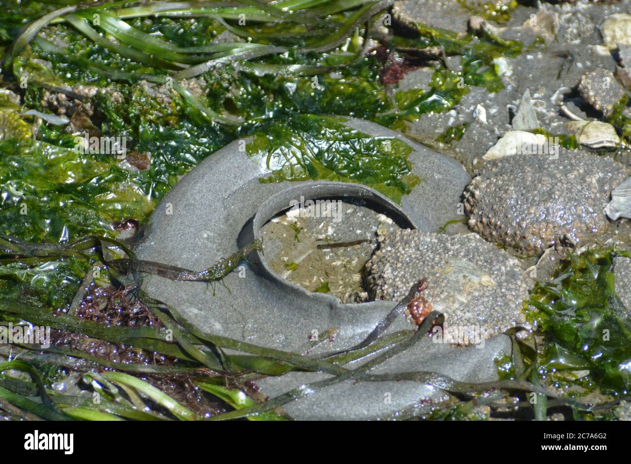 Snail egg hires stock photography and images Alamy
