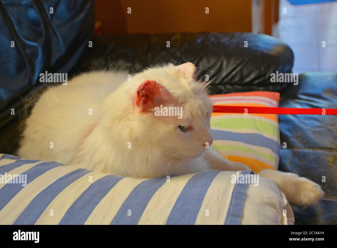 An 11 year old white male cat recovers from surgery at home for ear cancer on both ears. Half of his ear flapp (pinna or auricle) was removed Stock Photo