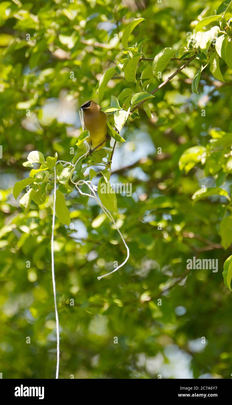 Cedar waxwing in Spring holding string for nesting material. Vertical image. Stock Photo