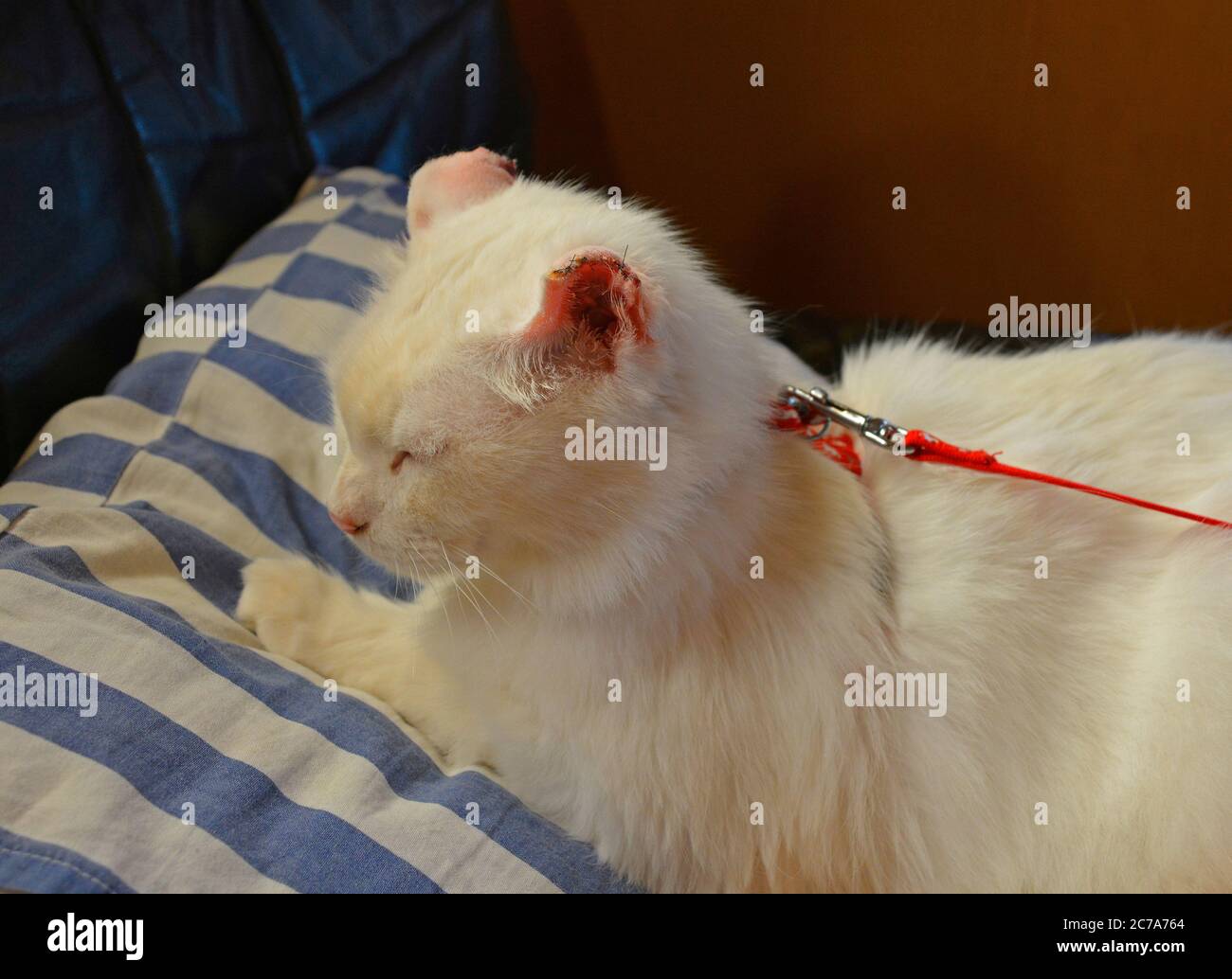 An 11 year old white male cat recovers from surgery at home for ear cancer on both ears. Half of his ear flapp (pinna or auricle) was removed Stock Photo