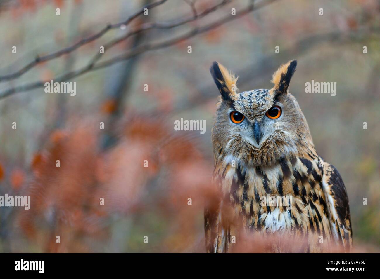 eurasian-eagle-owl-buho-real-bubo-bubo-stock-photo-alamy