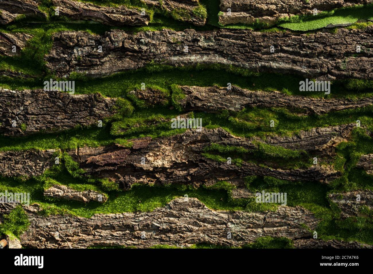 Stone or rock wall covered by green moss background Stock Photo