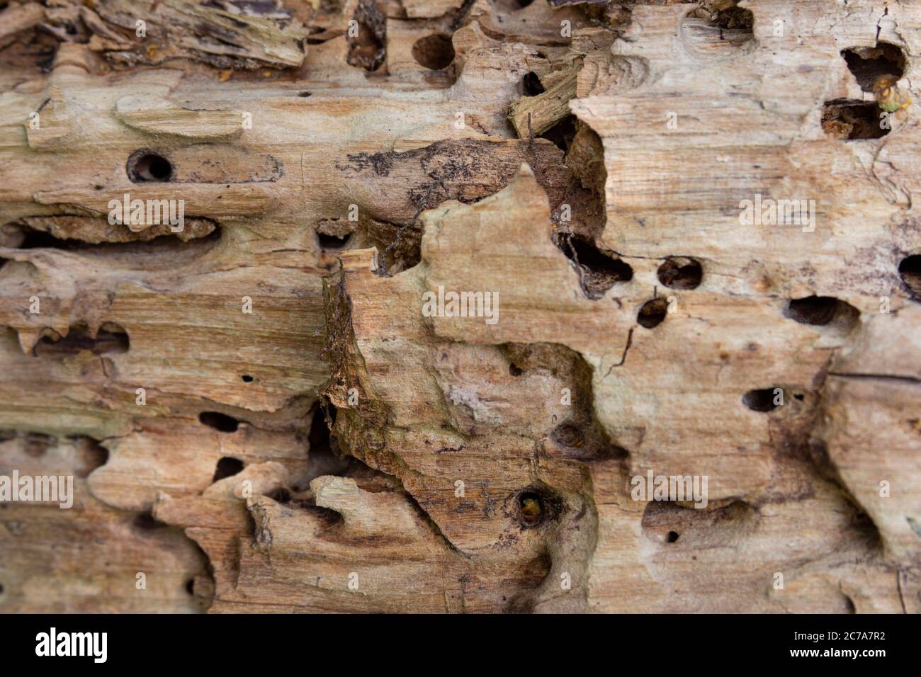 Beetle larvae wood hi-res stock photography and images - Page 2 - Alamy